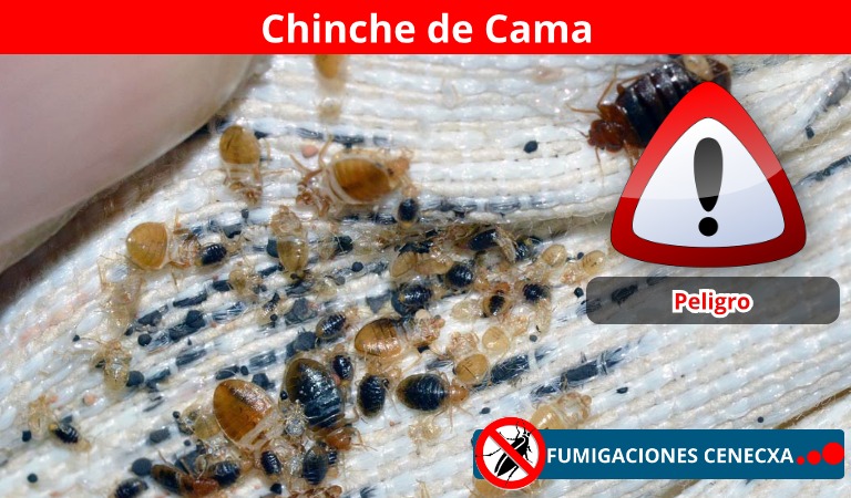 Control de plagas en la manufactura