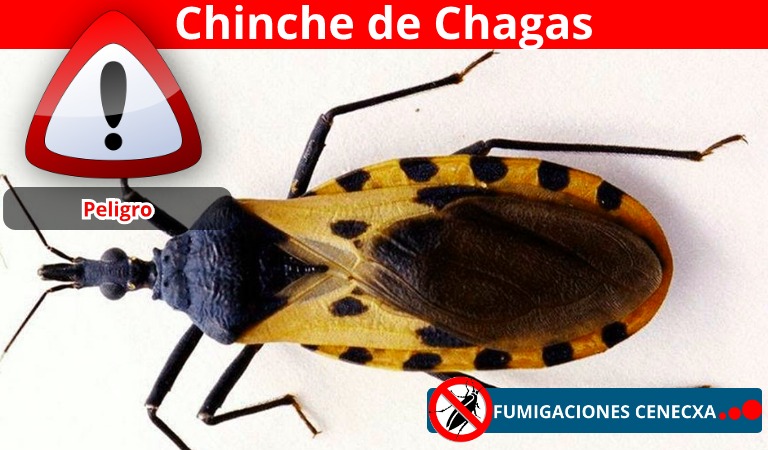 chinche de chagas