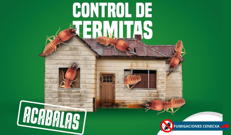 Control de termitas